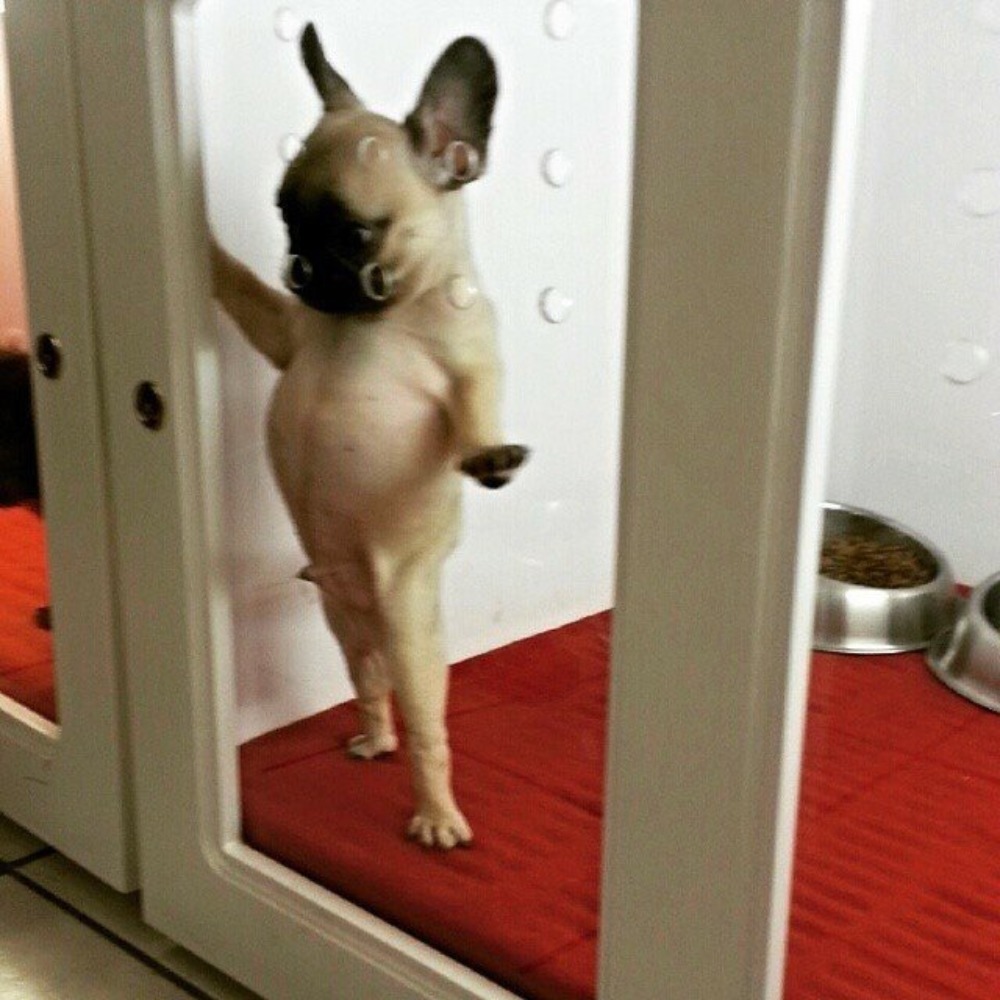 Meet your Posher, Ariesan